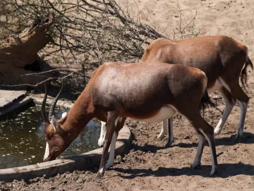Blesboks Taking A Morning Drink
